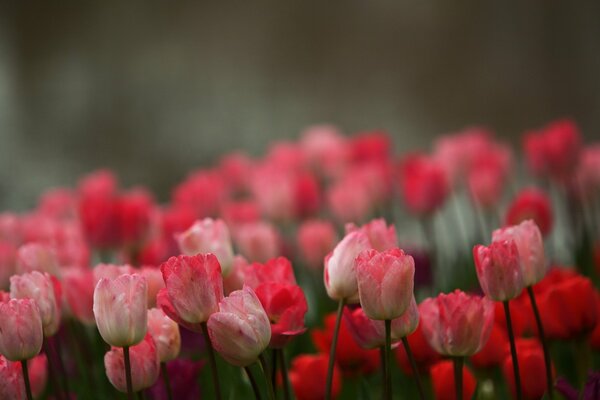 Beautiful tulips in the field