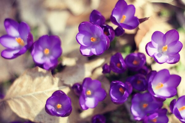 Crocus violets est le début du printemps