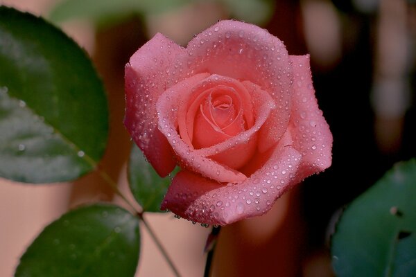 Tautropfen auf einer rosa Knospe