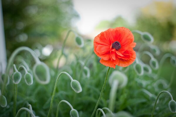 Rote Mohnblume auf grünem Hintergrund