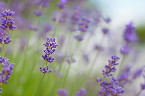 A blurry photo of a lavender field