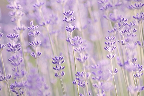 Fotografía macro de flores de lavanda lila