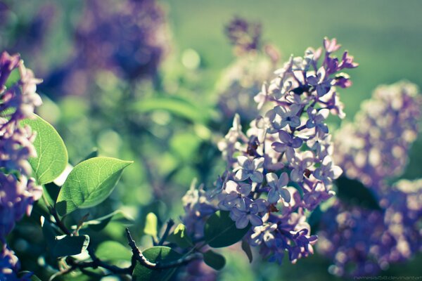 Lilac bush in the sunlight