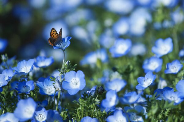 Macro shooting of bobochka on the background of a field of blue flowers