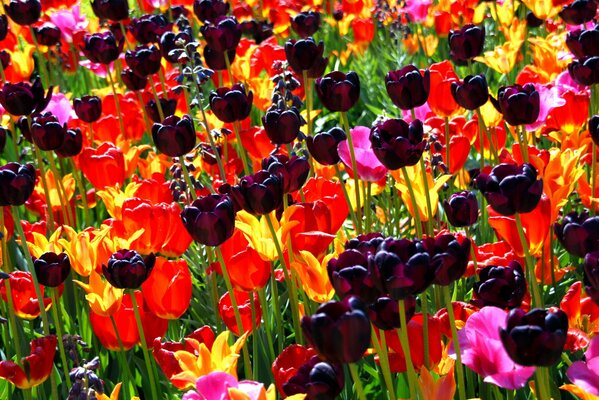 Viele frühlingshafte Tulpen