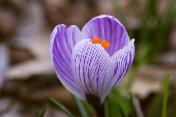 Photo d une belle fleur lilas au printemps dans un champ