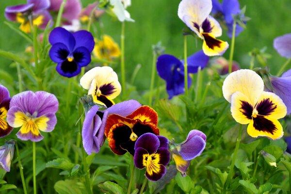 Stiefmütterchen Blumen auf grünem Hintergrund