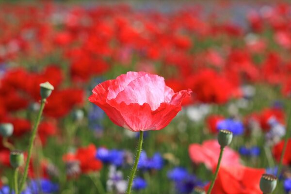 Field of poppies interspersed with cornflowers