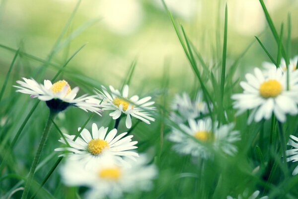 Desktop wallpaper with daisies