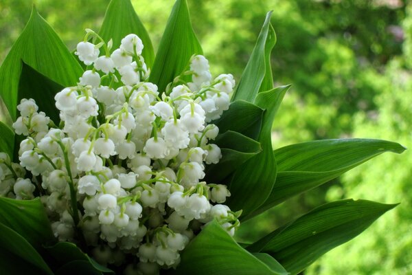 Bouquet primaverile di delicati mughetti