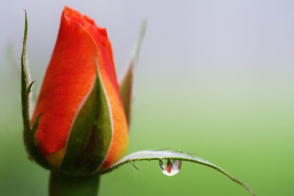 Ein Tropfen Tau auf einer Rosenknospe