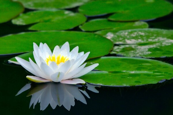 Water lilies in the pond