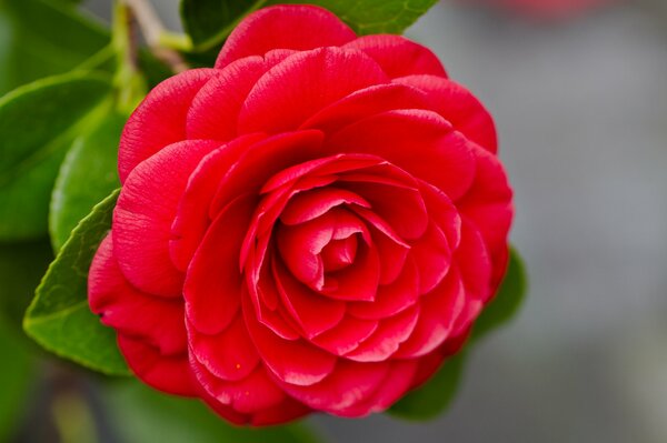 Camelia roja sobre fondo verde