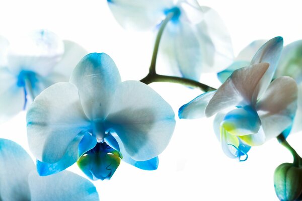 Fleurs délicates d orchidée bleue