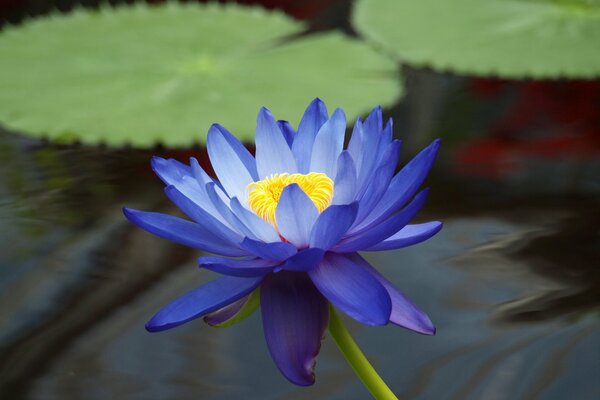 Blaue Lotusblume im Teich