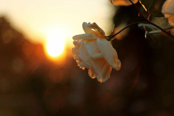 Foto de una rosa delicada en el fondo de una puesta de sol borrosa