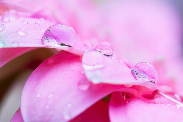 Gotas de rocío en delicados pétalos de rosa