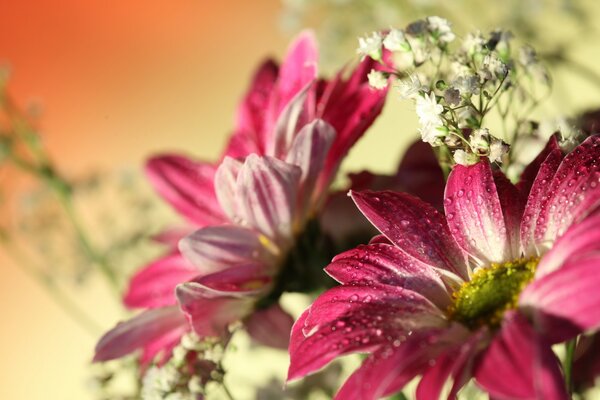 Schöne Gerbera mit Wassertropfen auf den Blütenblättern