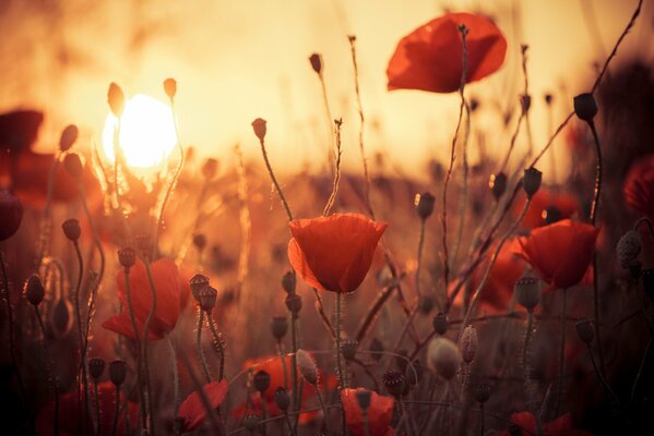 Coquelicots rouges sur fond de rayons de coucher de soleil