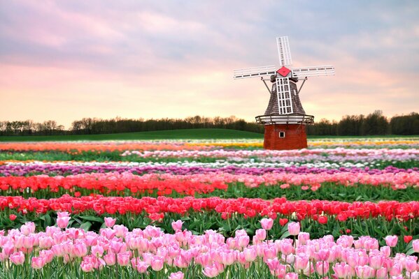 Campo de flores de primavera con diferentes tulipanes