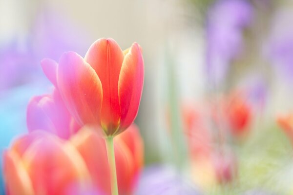 Scarlet Tulip buds with blurring