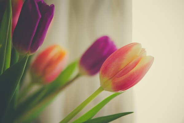 Bouquet di umili boccioli di tulipani