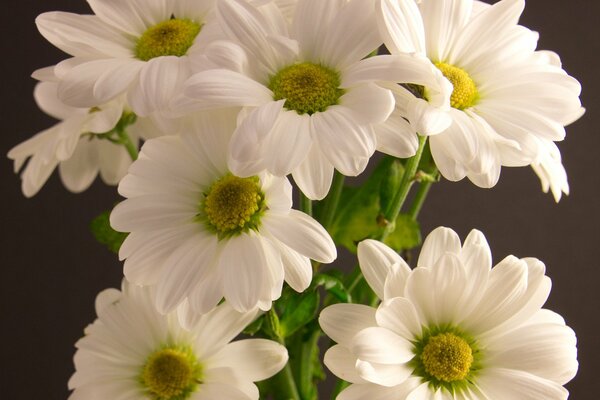 Bouquet de chrysanthèmes blancs closeup