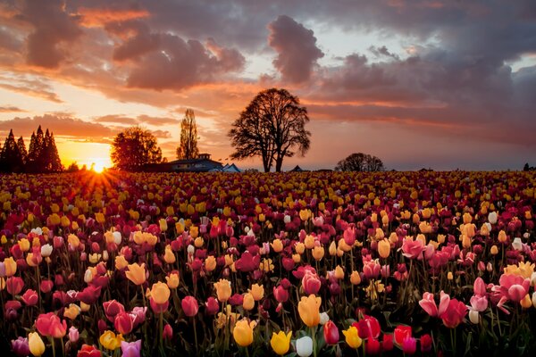 Campo de tulipanes y hermosa puesta de sol