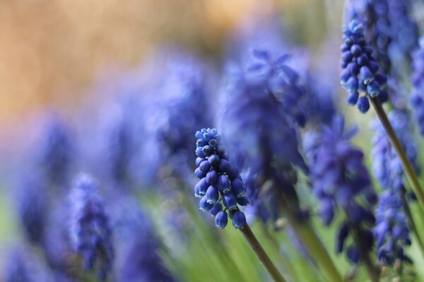 Fiori blu su un gambo sottile