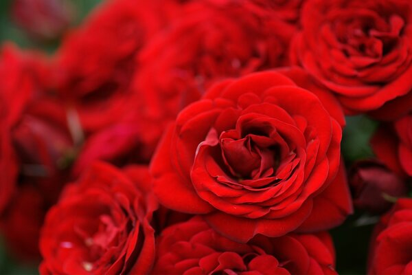 Enorme e chic bouquet di rose rosse