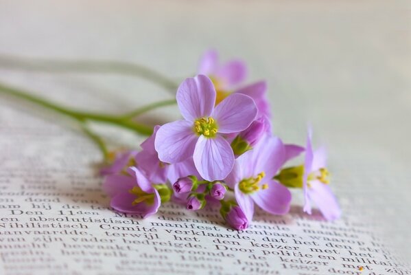 Delicadas flores púrpuras del campo sobre el fondo del texto con el fondo borroso