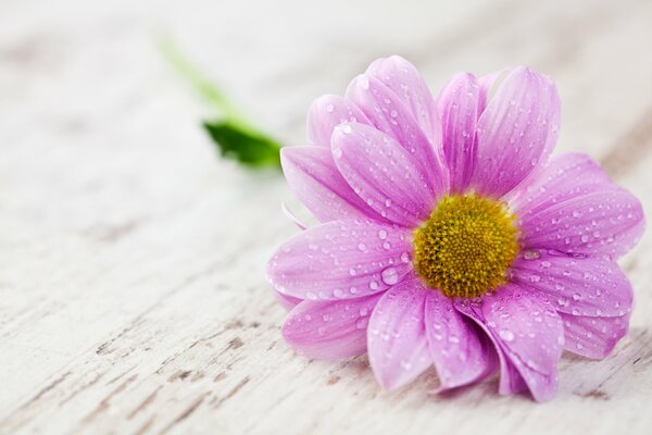 Pink flower with drops on the petals