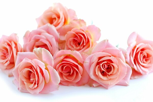 Beau bouquet de roses roses