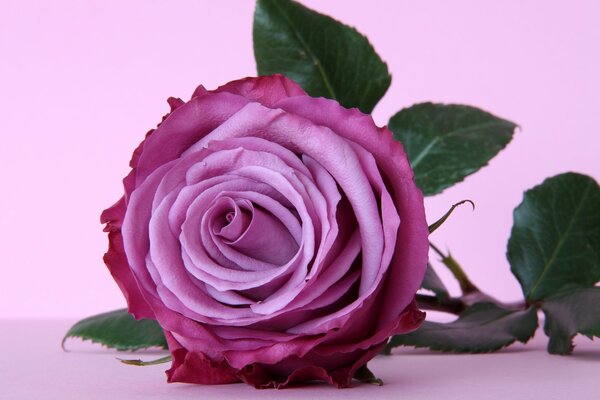 Pink rose EA purple background close-up