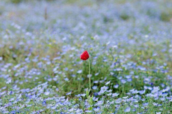 Ein roter Mohn in der Mitte des Feldes mit blauen Blüten