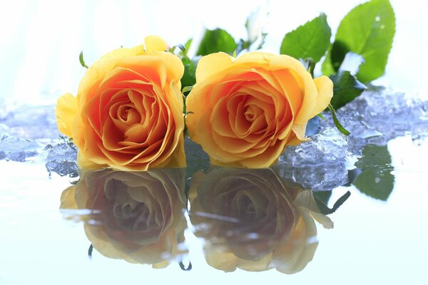 Two yellow roses are reflected on the surface of the ice