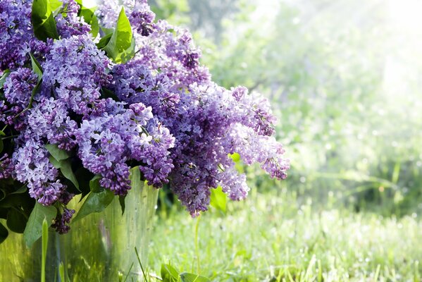 Fragante lila en el bosque de primavera