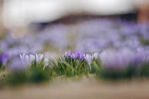 Krokusse sind weiß und Flieder im Frühling