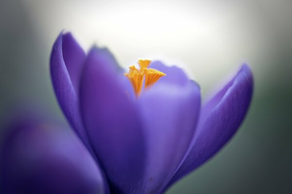 Crocus lilas en gros plan