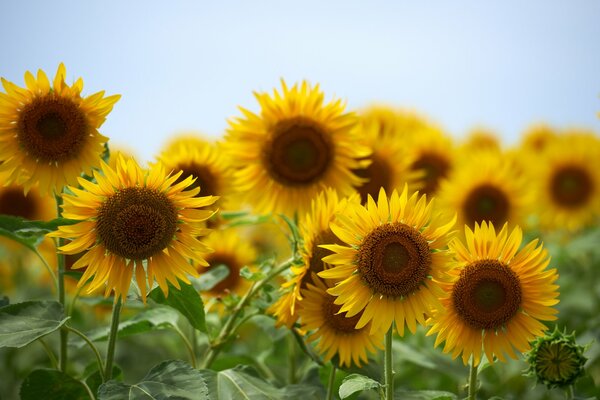 Golden field of sunflowers