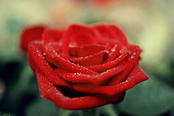 Rosa roja en gotas de rocío