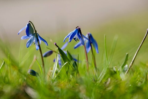 Desktop wallpaper with hyacinths