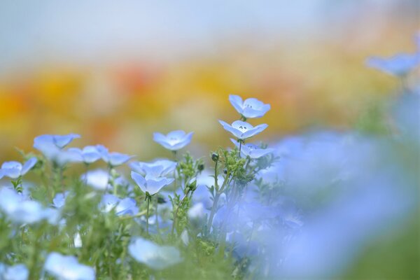 Fond flou de fleurs bleues sur la clairière