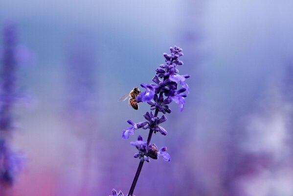 Abeille sur lavande sur fond flou