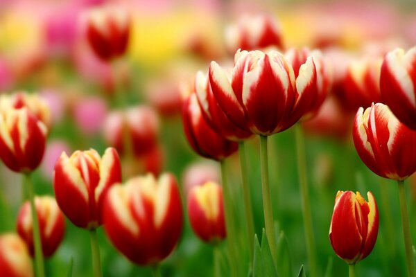 Un mare di tulipani di velluto rosso