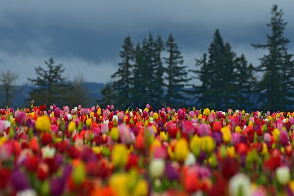 Blumenteppich aus hellen Tulpen im Wald