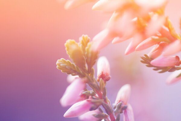 Macro de fleurs en rose