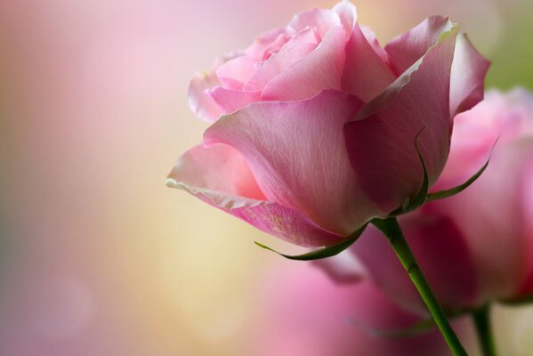 Rosa. Flor. Fondos de Escritorio