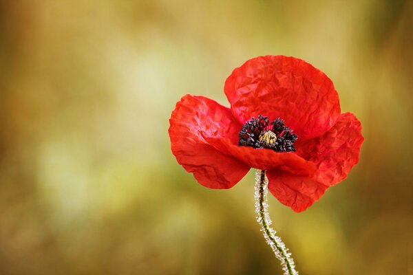 Image macro d un pavot rouge en fleurs