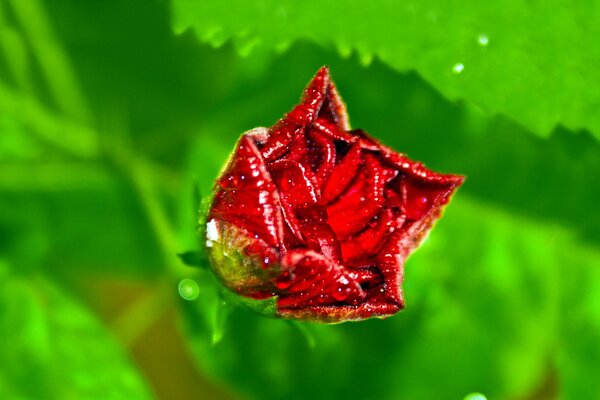 Rosa con gotas de rocío